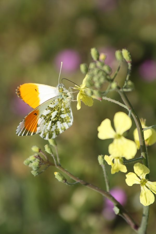 Anthocharis cardamines o gruneri?